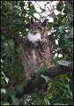 _1SB4407 great-horned owl
